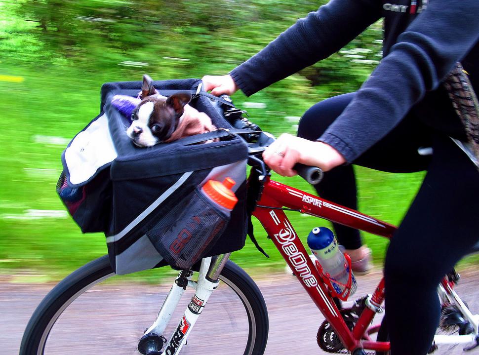 Front bike hot sale dog carrier